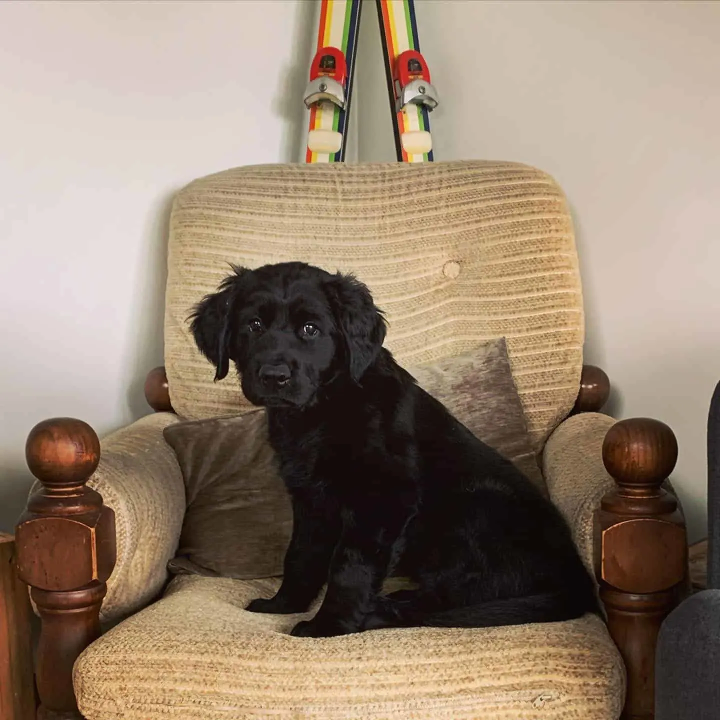 black golden retriever puppy sitting on sofa