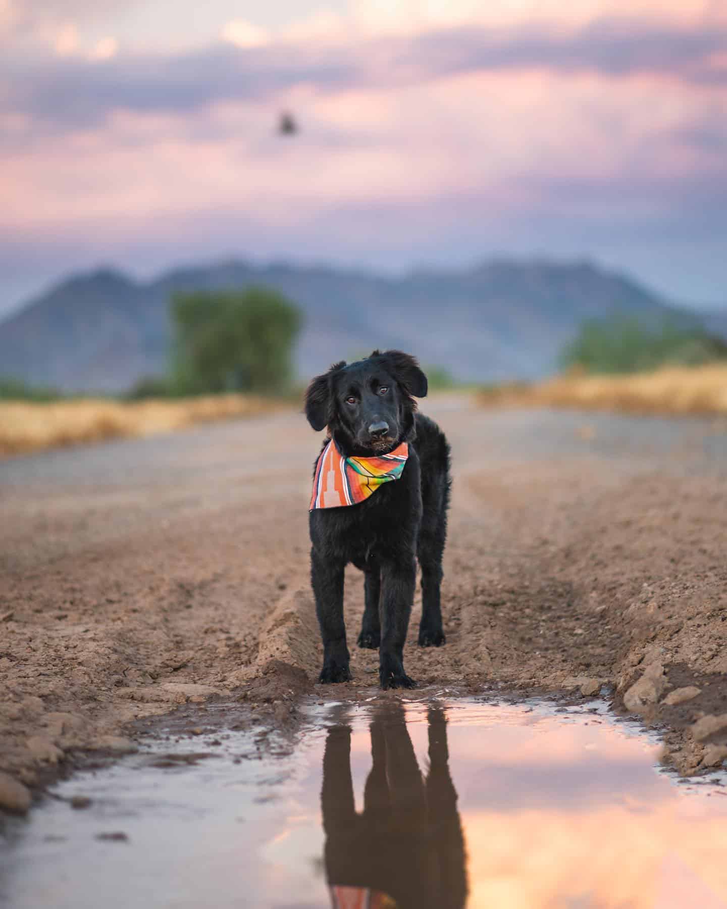 black golden retriever puppy sitting outdoor