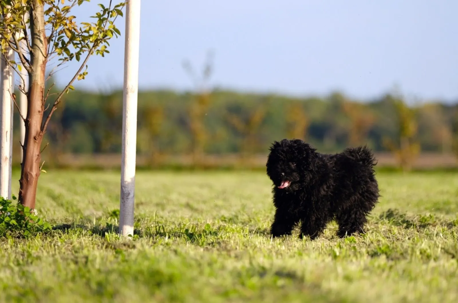 black puli puppy running on a meadow