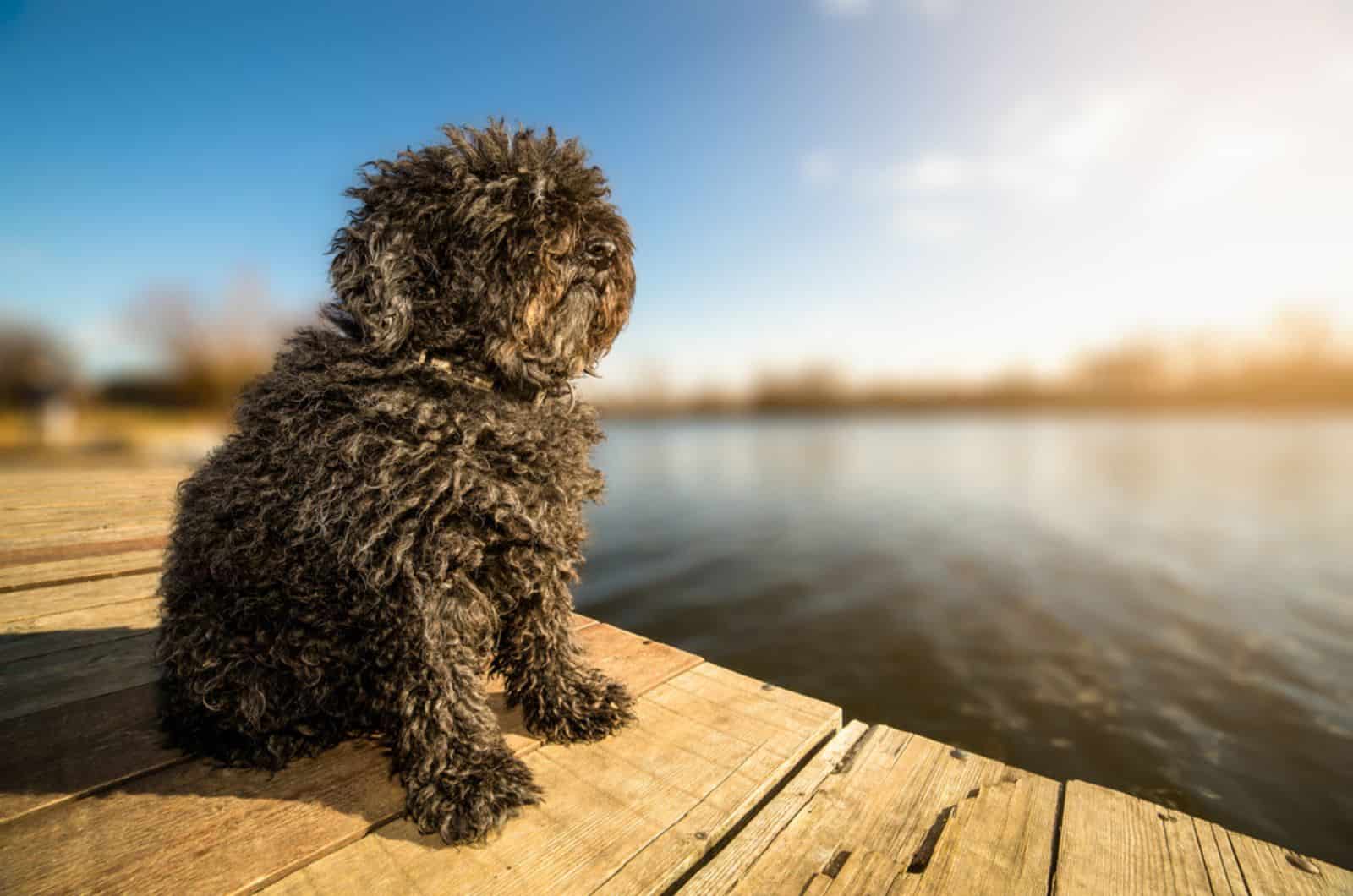 black puli puppy sitting on the dock
