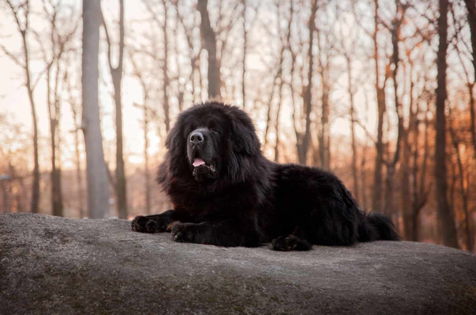 black tibetan mastiff in nature