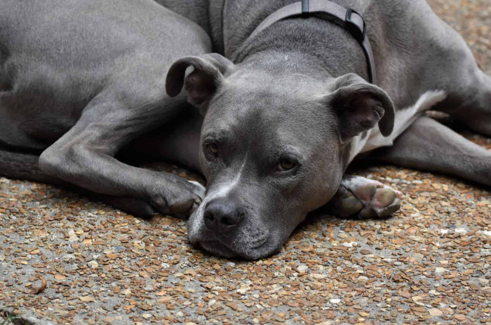 blue american pitbull terrier relaxing on the sun