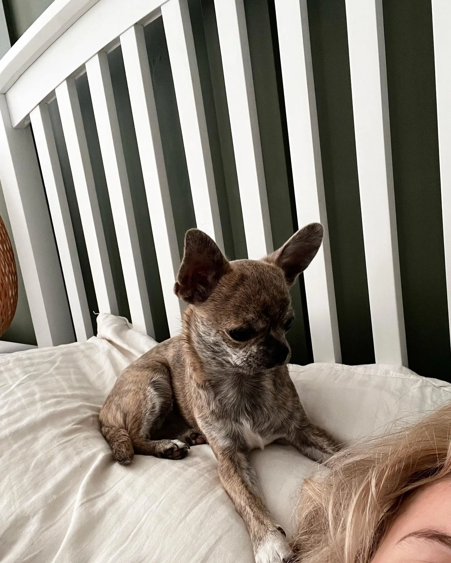 blue brindle chihuahua laying on the bed