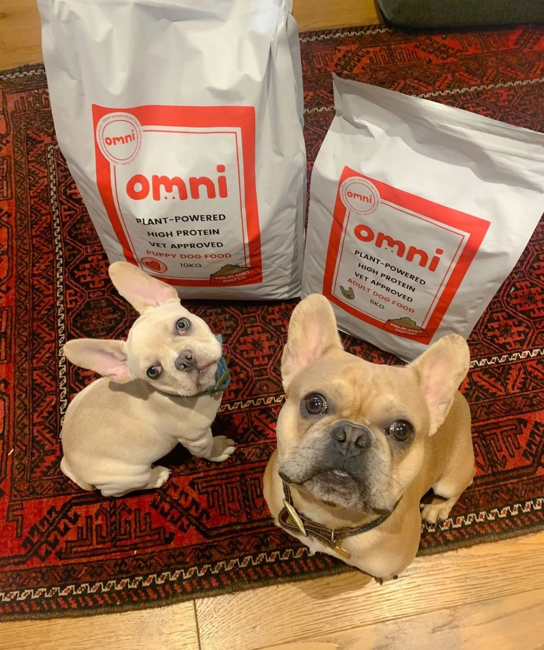 blue brown French Bulldogs sit next to bags of food