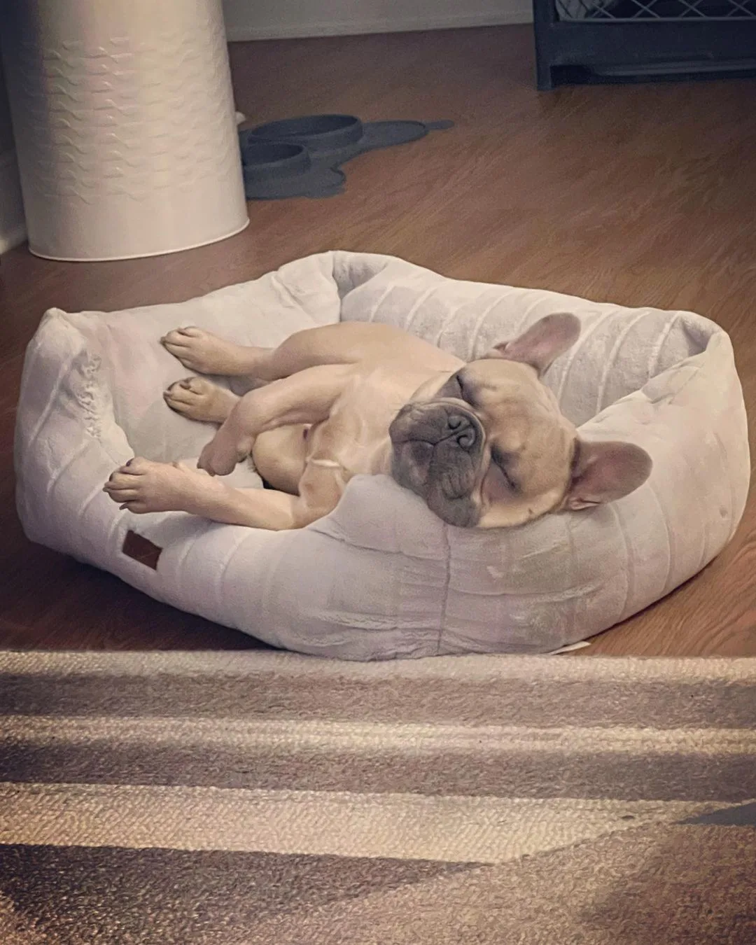 blue brown french bulldog sleeping on his bed
