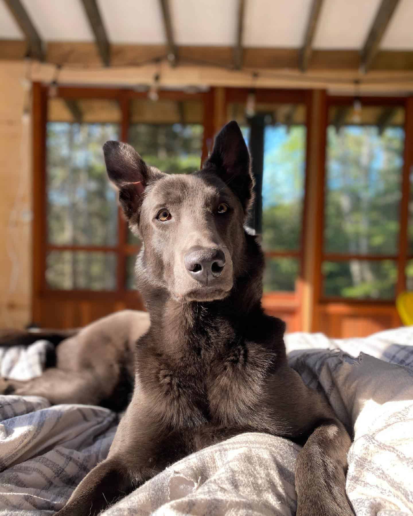 blue dutch shepherd laying on the bed