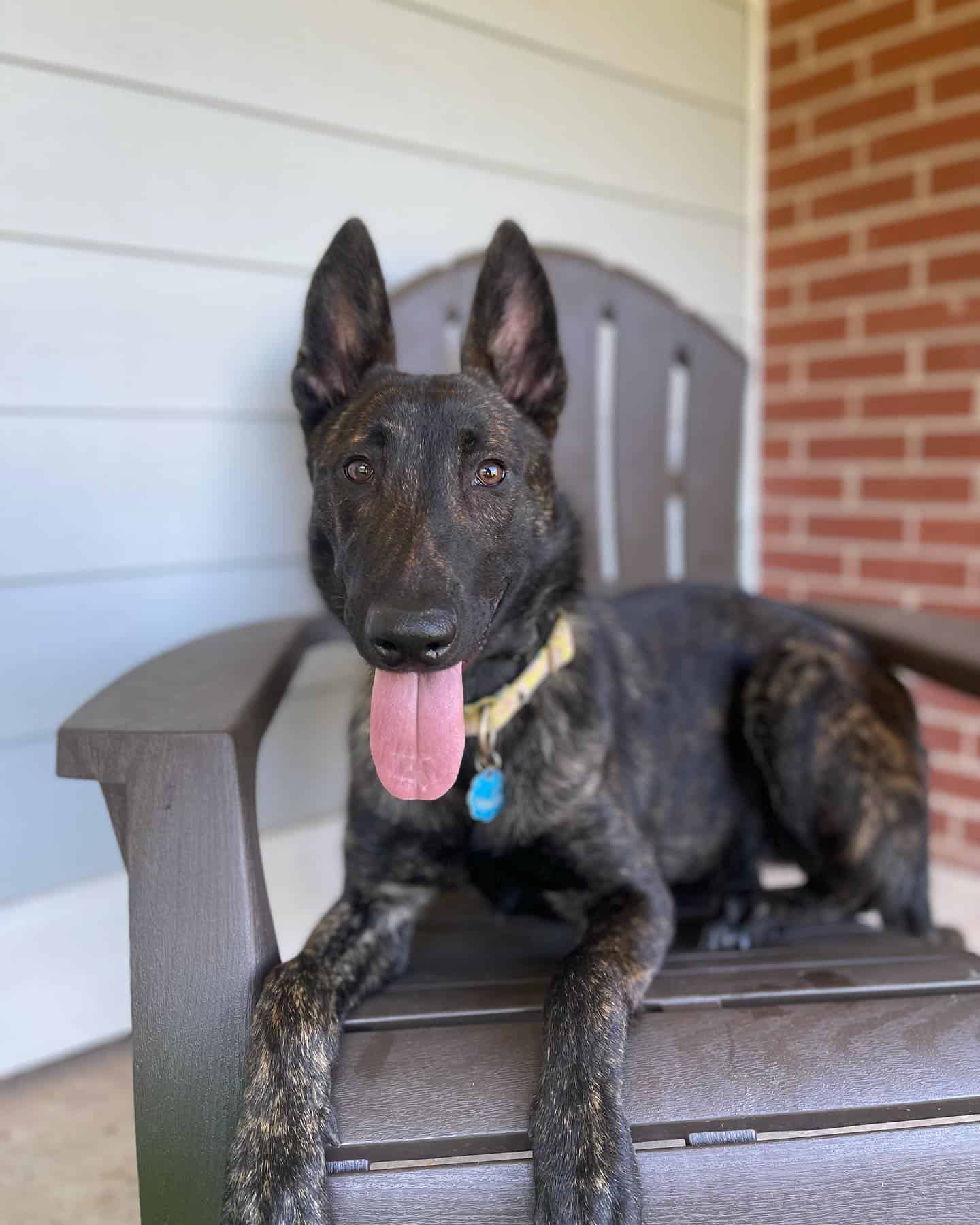 dutch shepherd sitting on the chair