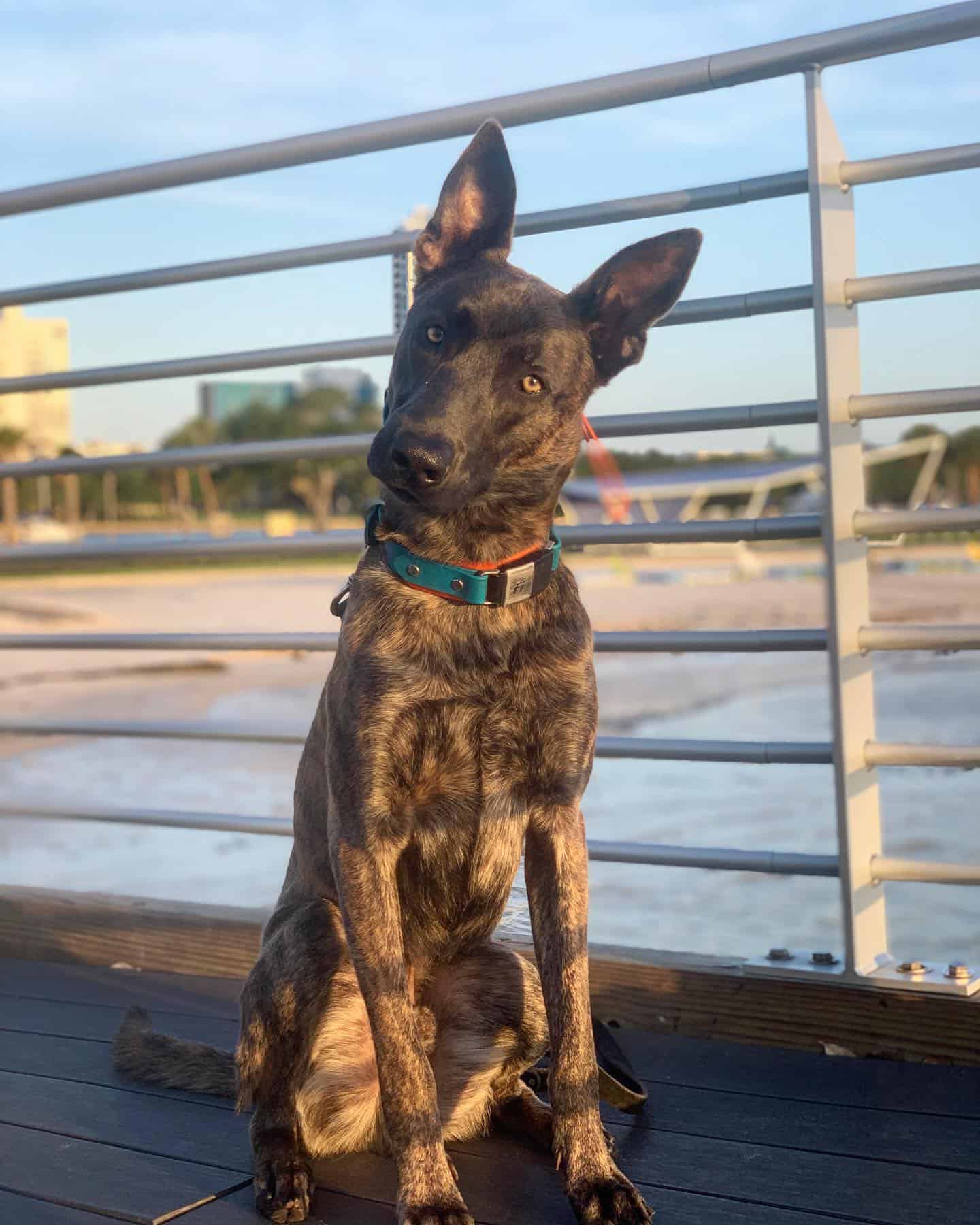 dutch shepherd sitting outdoor