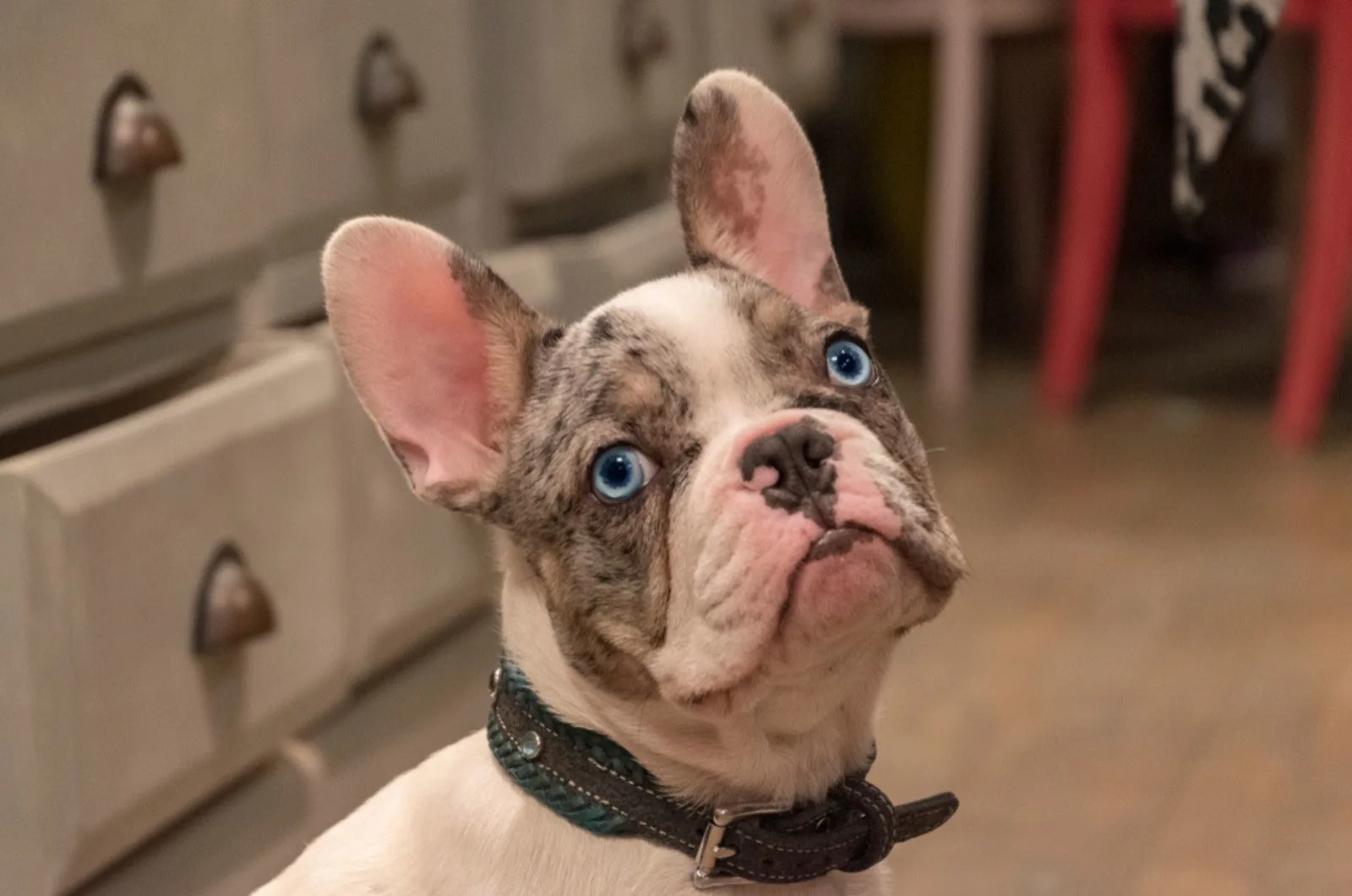 blue-eyed french bulldog looking into camera
