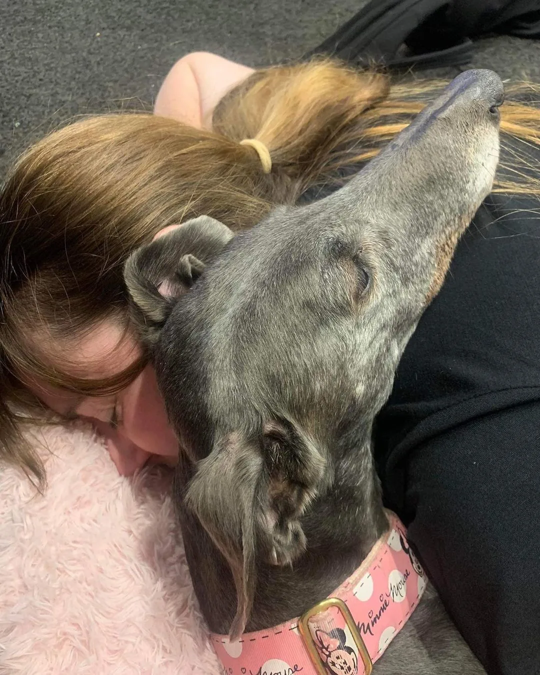 blue greyhound cuddles with a woman