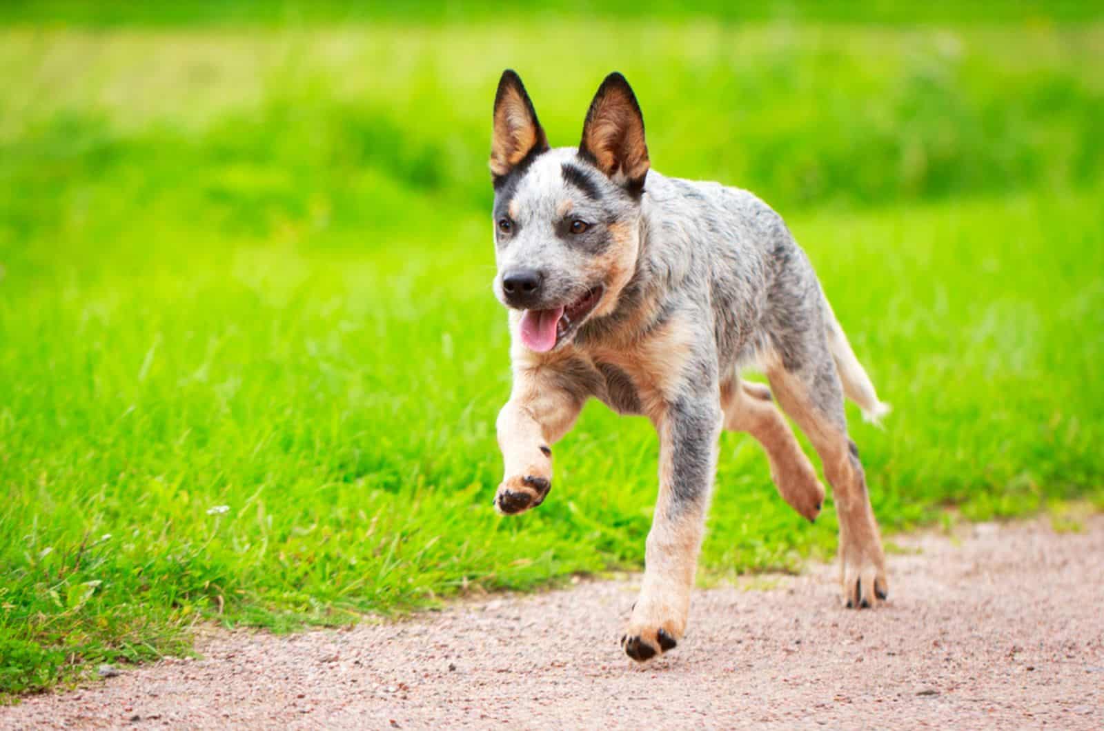 blue heeler dog running in the park