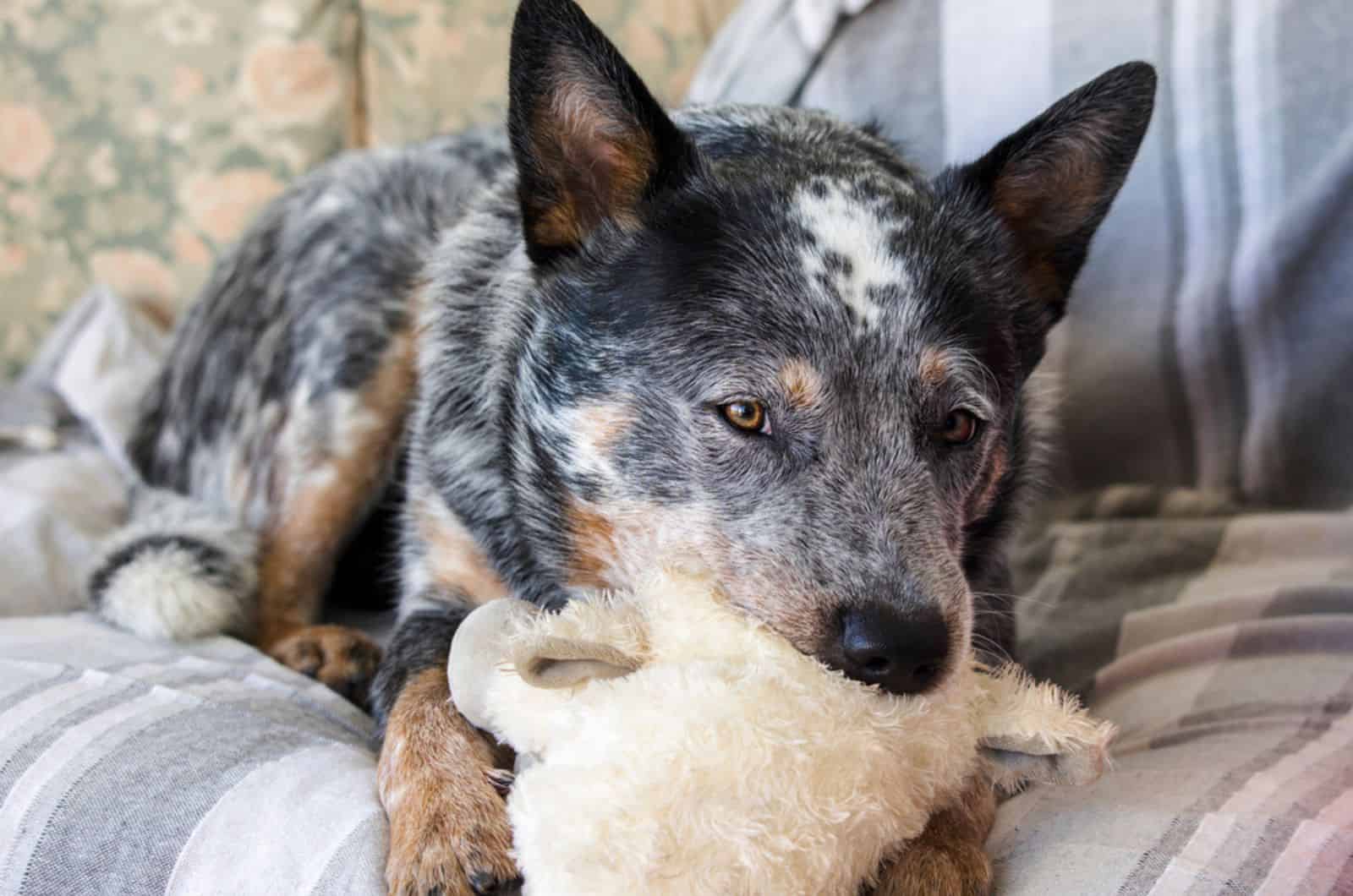 blue heeler dog playing with a toy