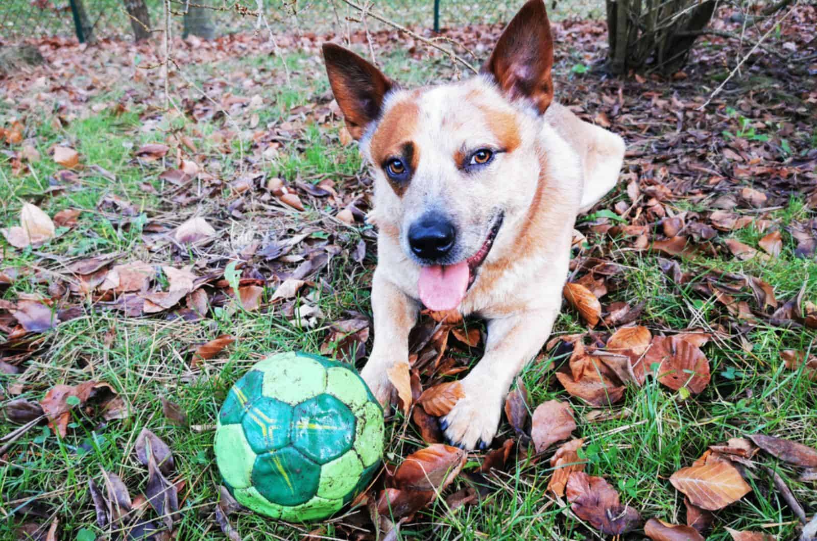 blue heeler red speckled playing with a ball