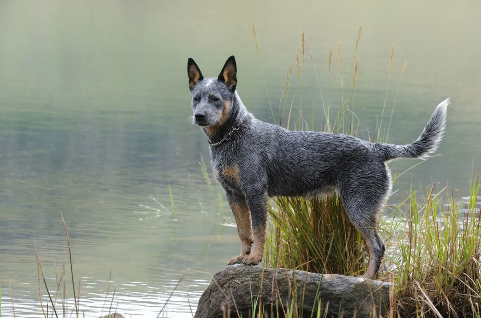 blue heeler dog in nature