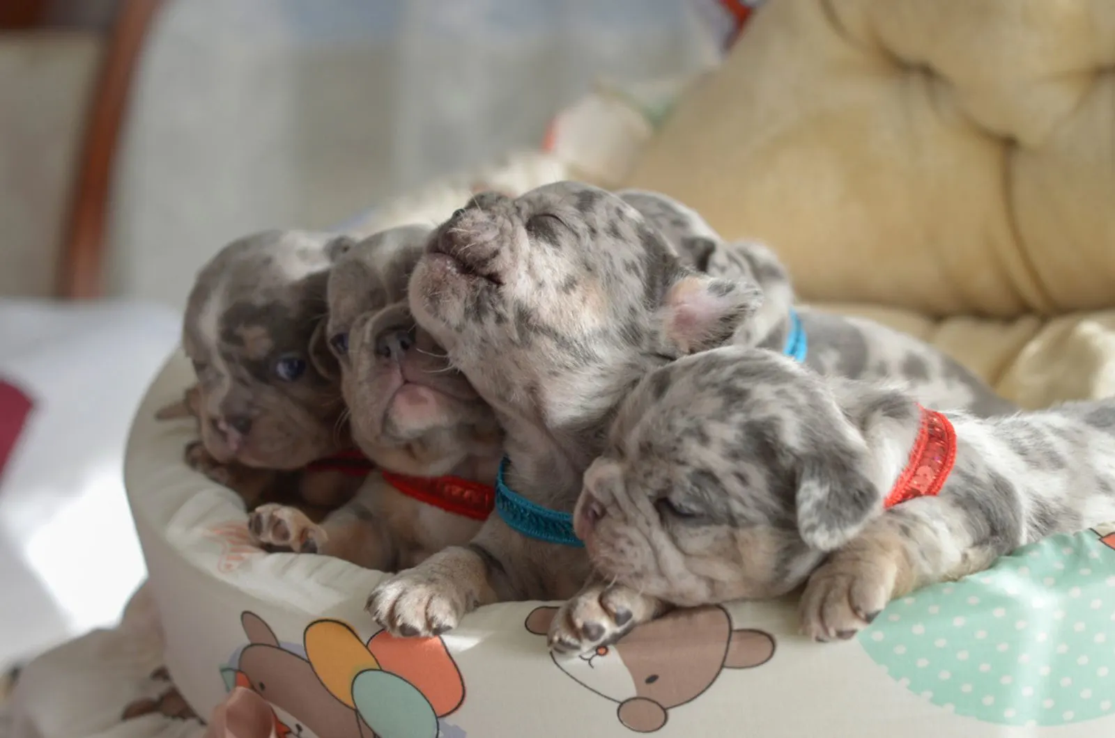 blue merle french bulldog puppies in their bed