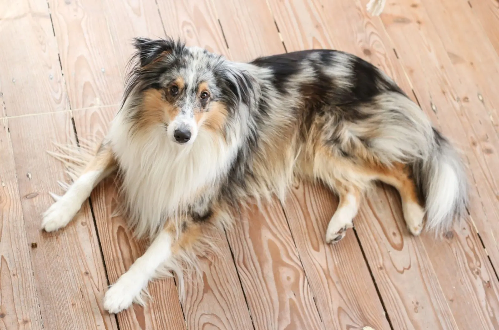 blue merle shetland sheepdog lying on wooden floor and looking into camera