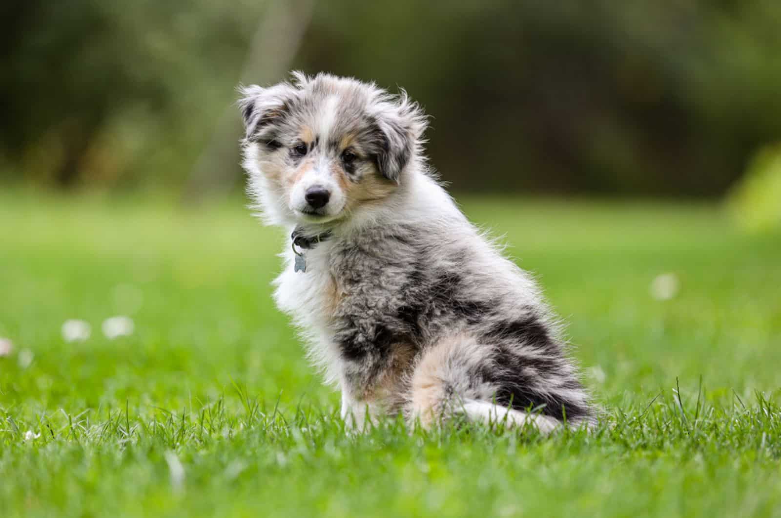 blue merle shetland sheepdog puppy sitting on the lawn