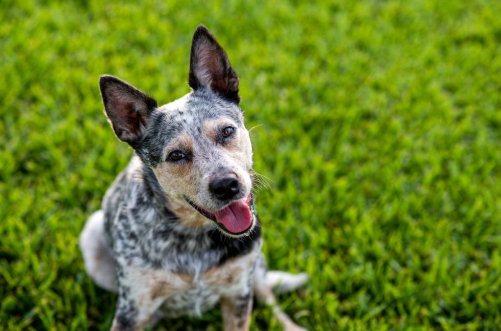 5 Blue Heeler Colors And All Markings Explained 5 Blue Heeler Colors And All Markings Explained