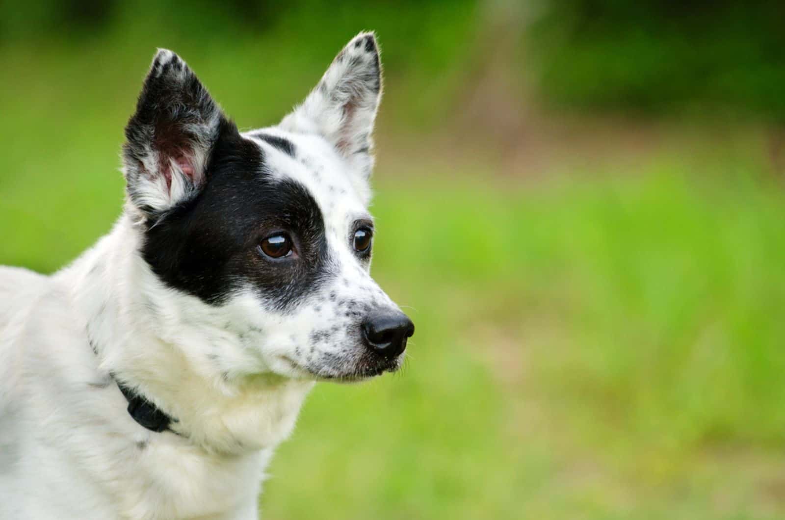 blue speckled heeler in nature