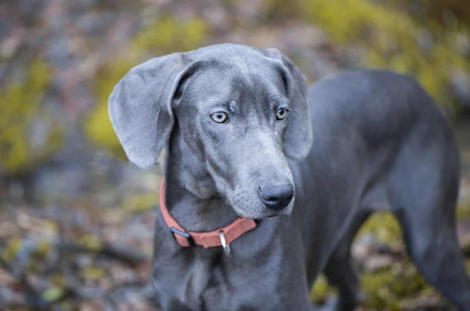 blue weimaraner dog in nature