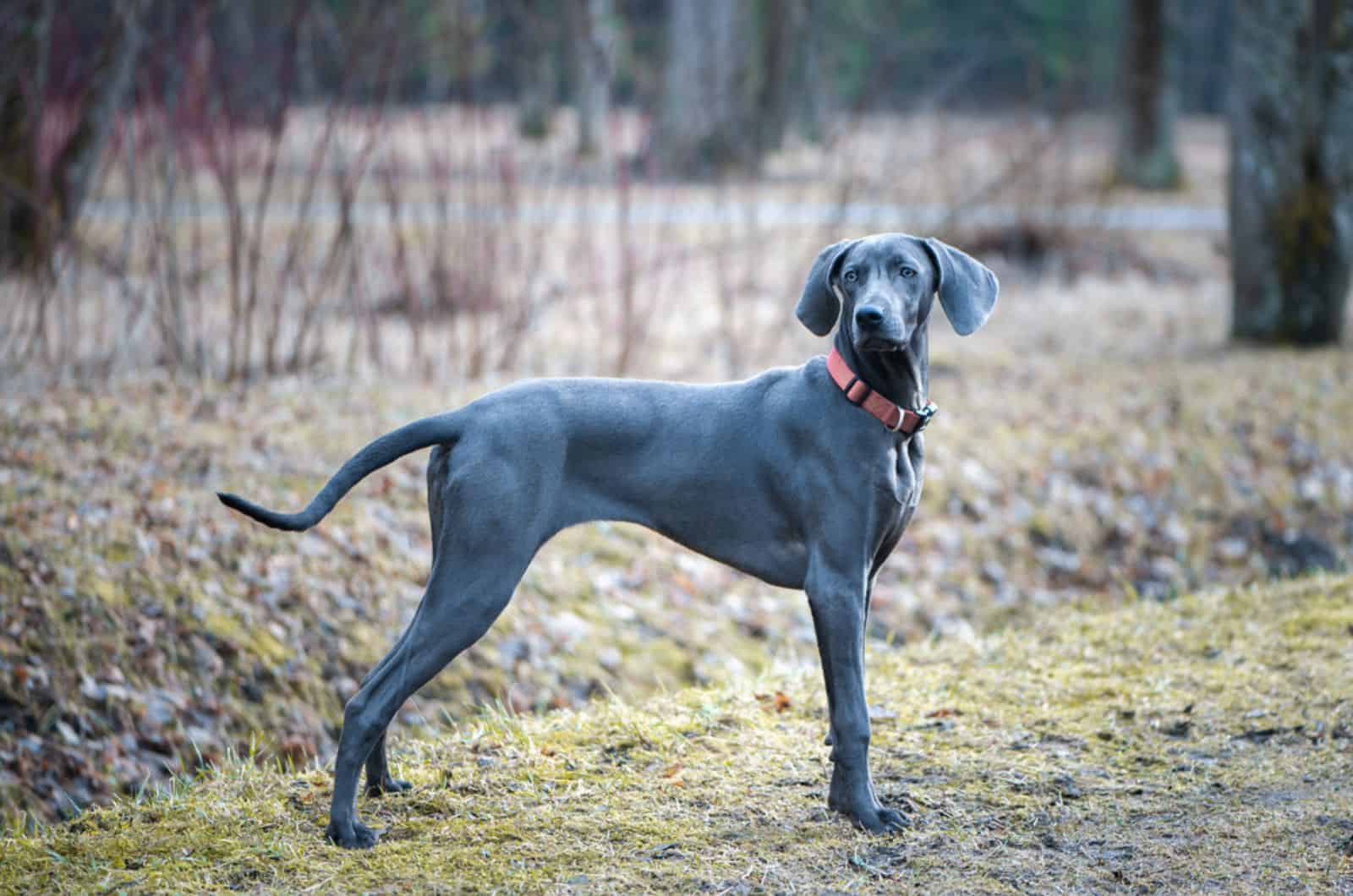 blue weimaraner in nature