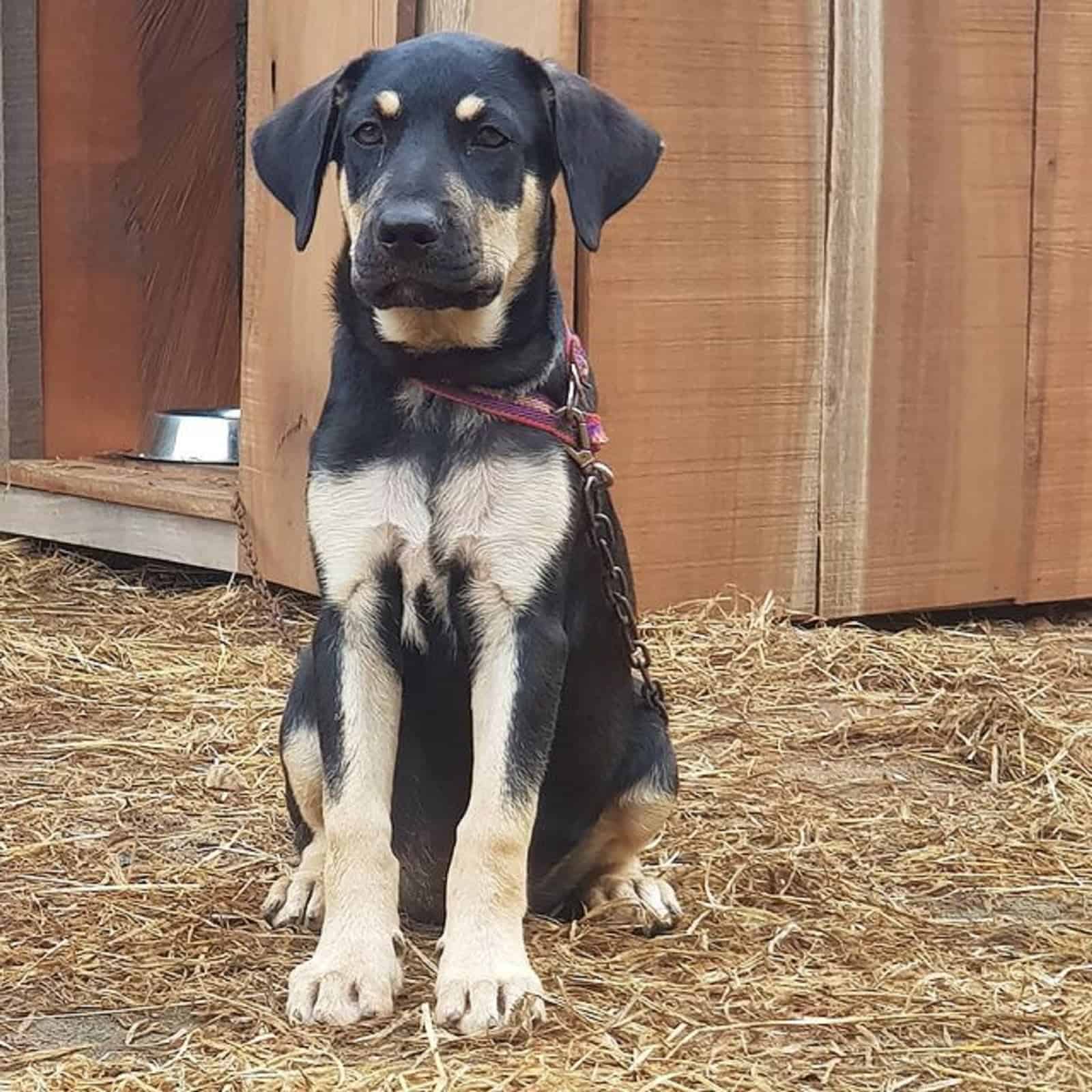 boerboel rottweiler puppy sitting in front his house