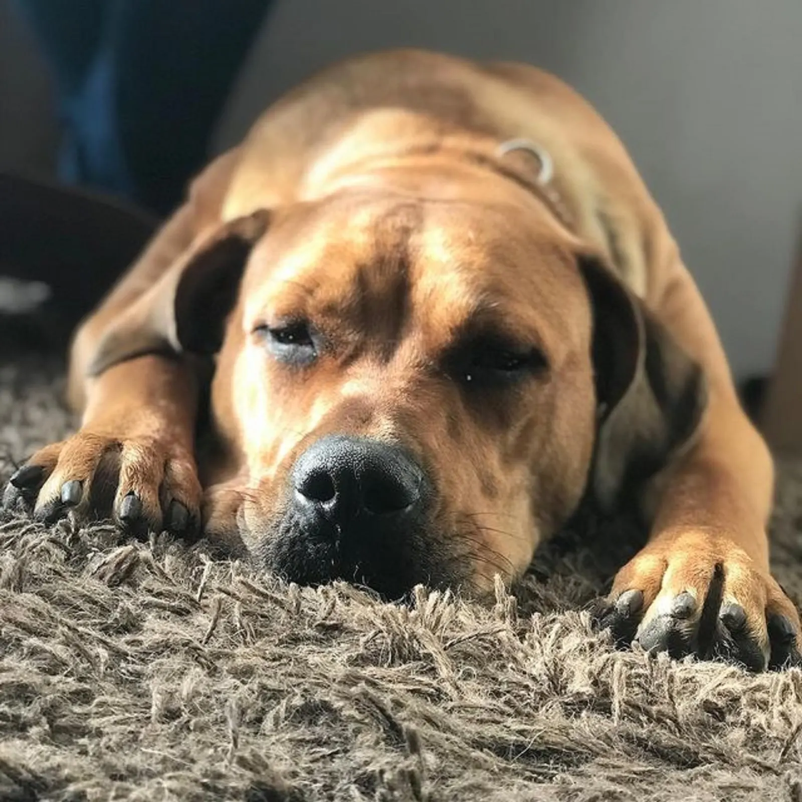 boerboel rottweiler sleeping on the carpet