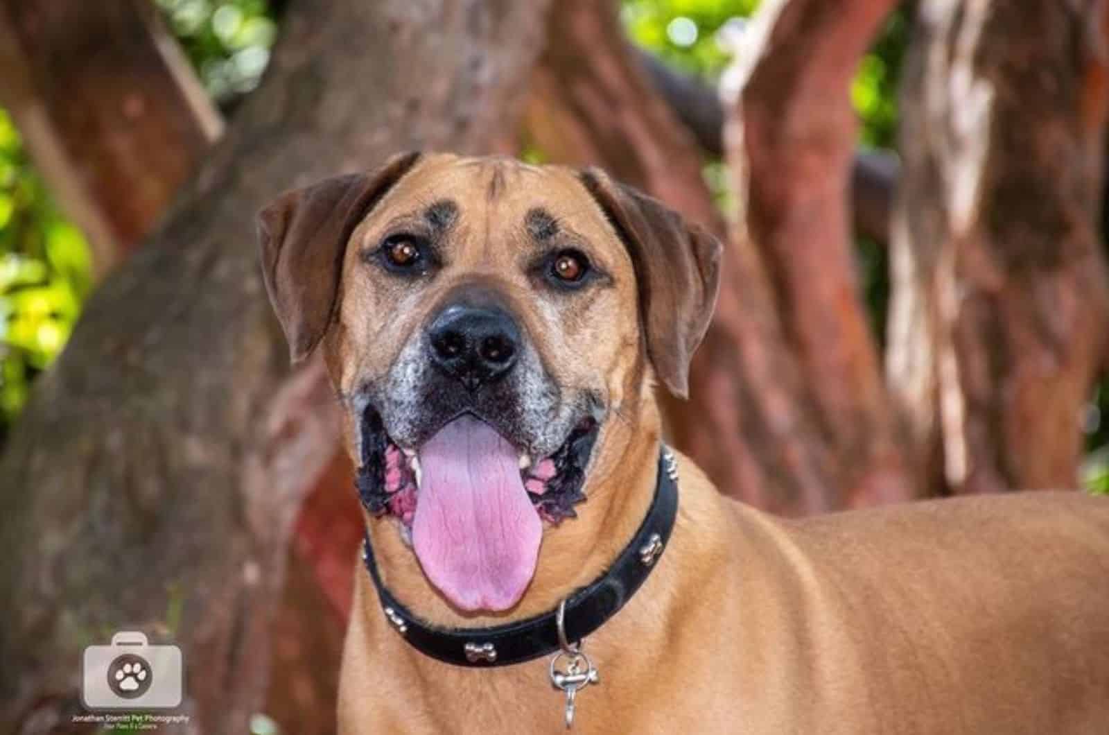 A Boerboel Rottweiler Mix The Gentle Guardian