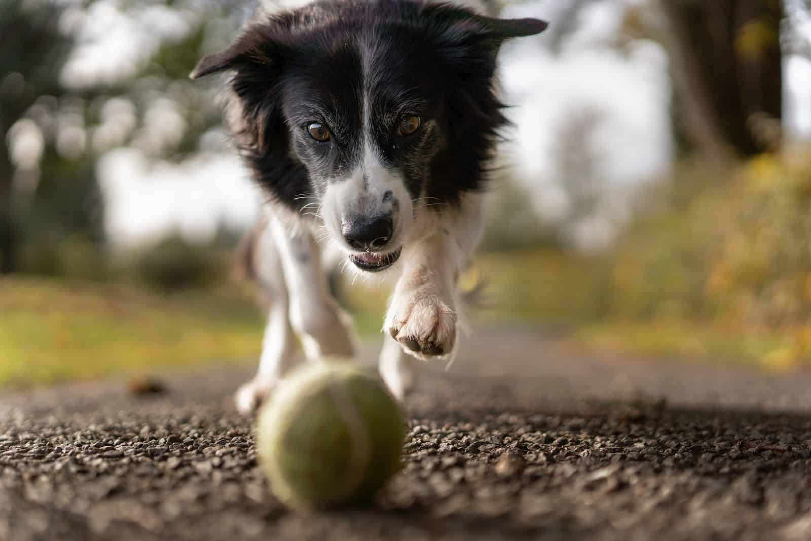 border collie chasing a ball