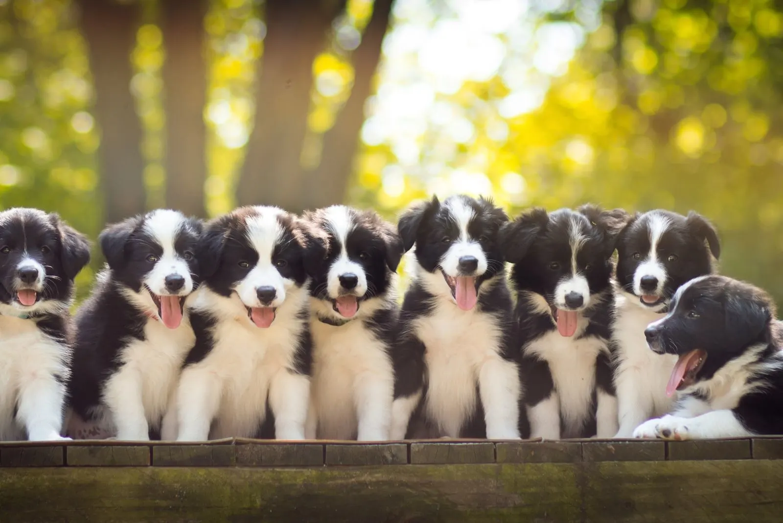 border collie puppies on a wooden base