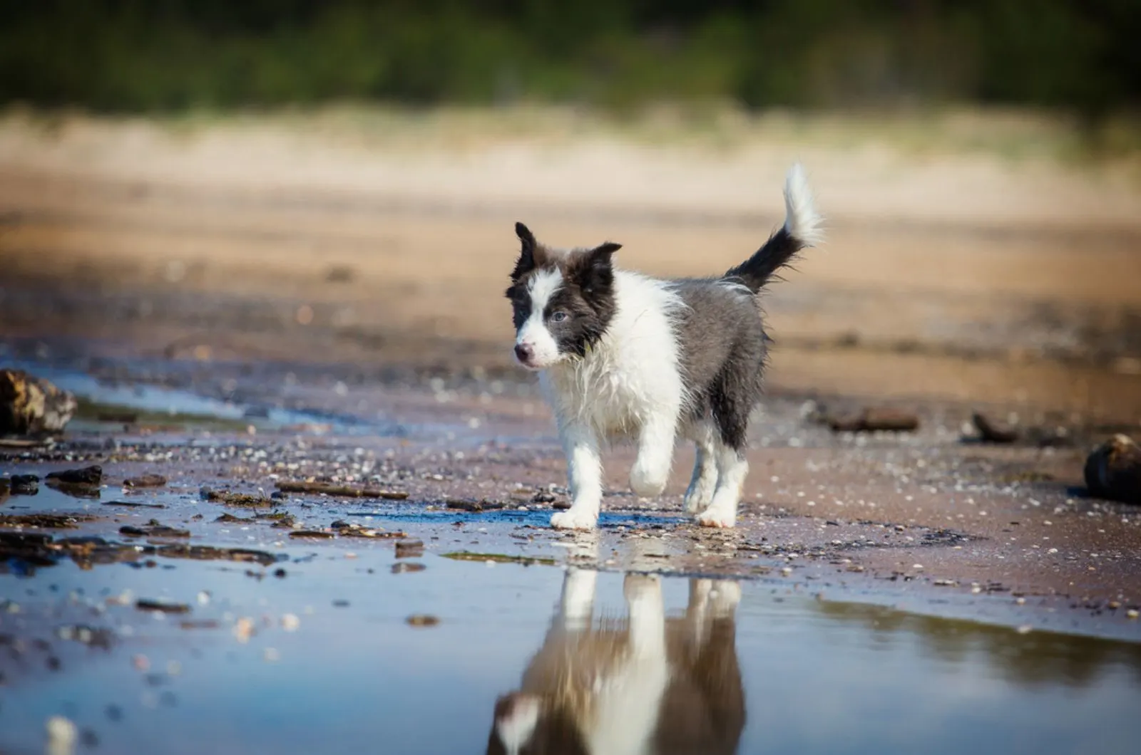 border collie puppy in the water