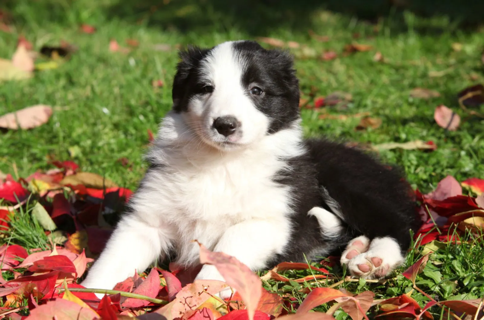 border collie puppy in the park