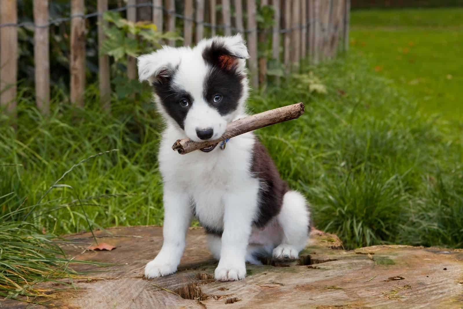 border collie puppy holding a tree in its mouth