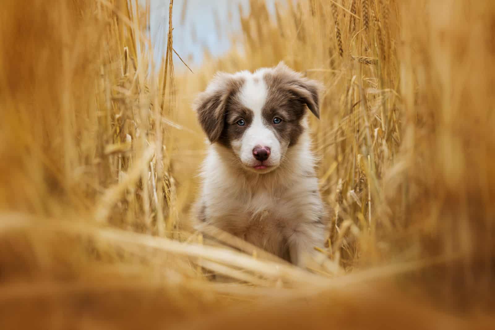 border collie puppy in a wheat field