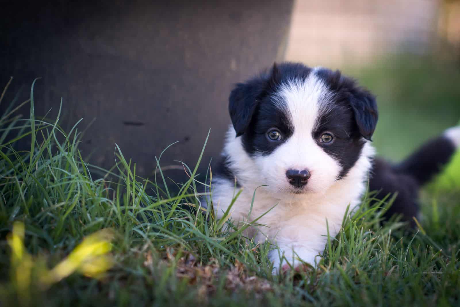 border collie puppy lies on the grass