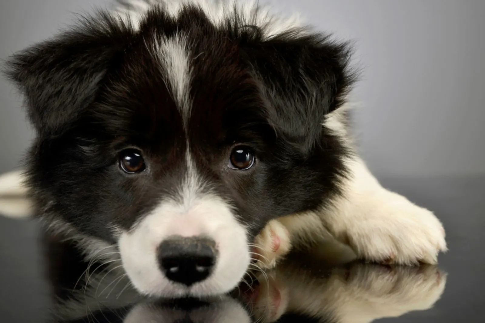border collie puppy lying on the floor