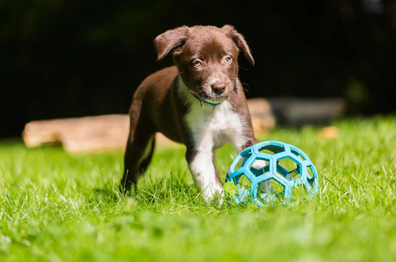 border collie puppy playing with a toy in the yard