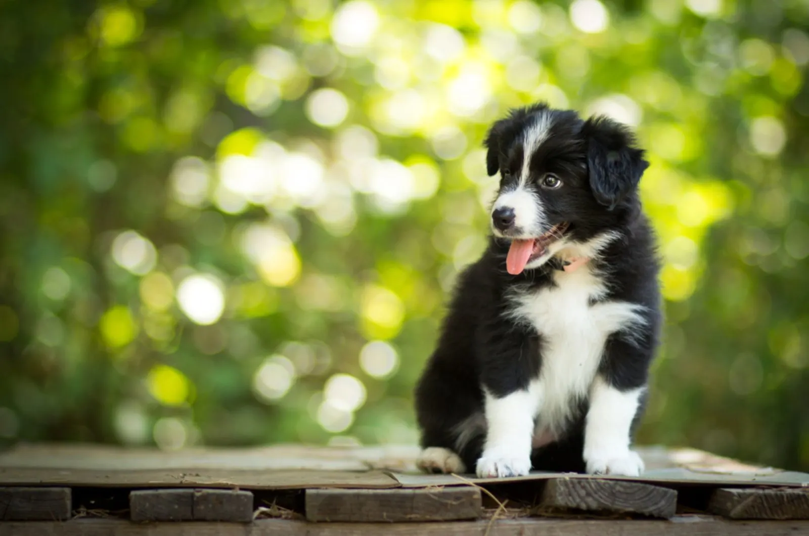 border collie puppy sitting on the bench outdoors