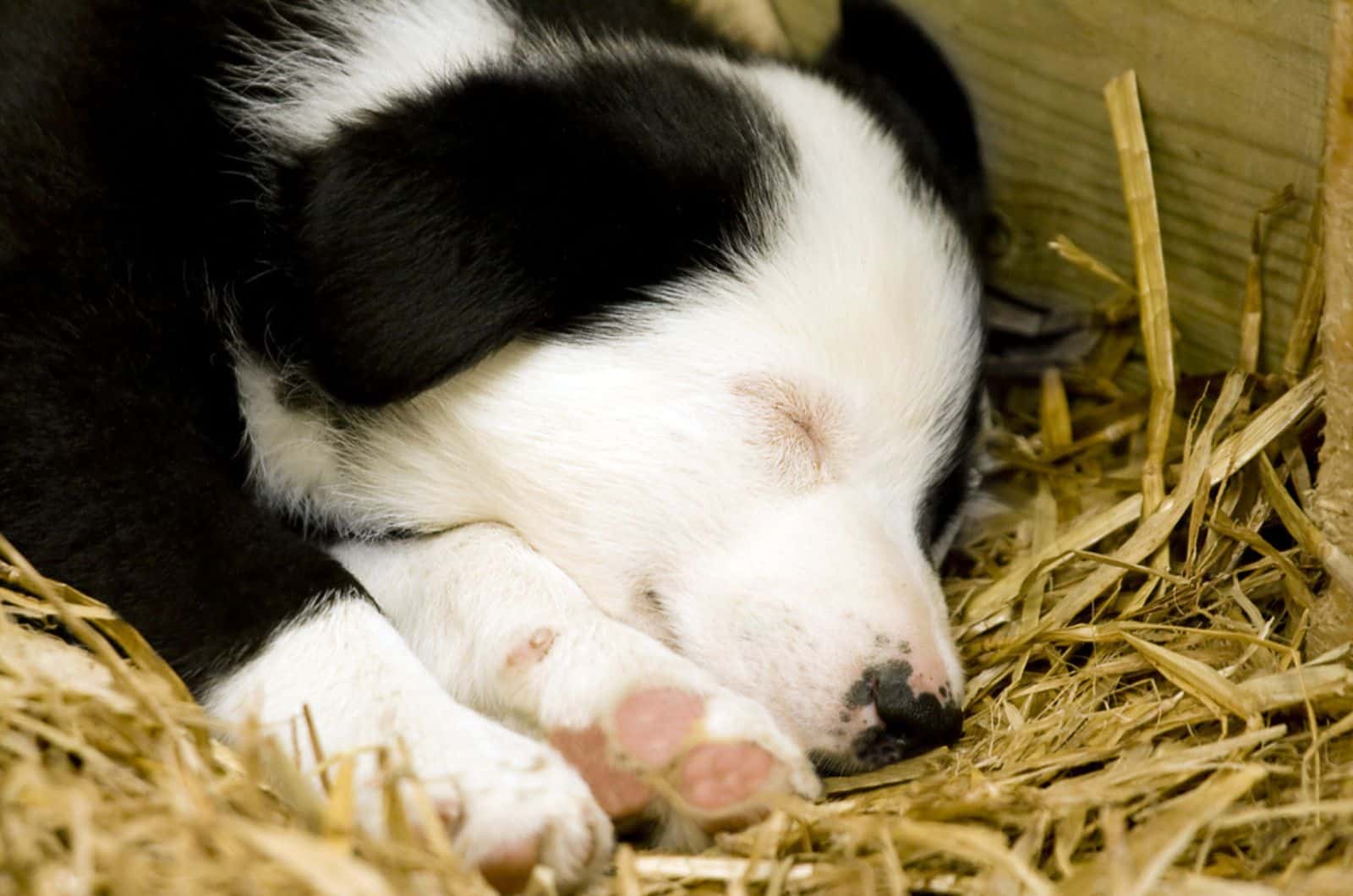border collie puppy sleeping on a straw