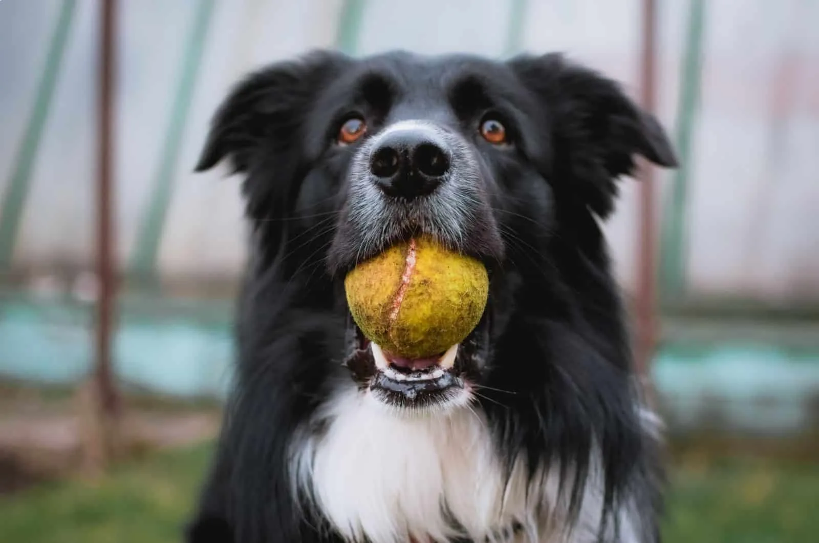 border collie with ball in mouth