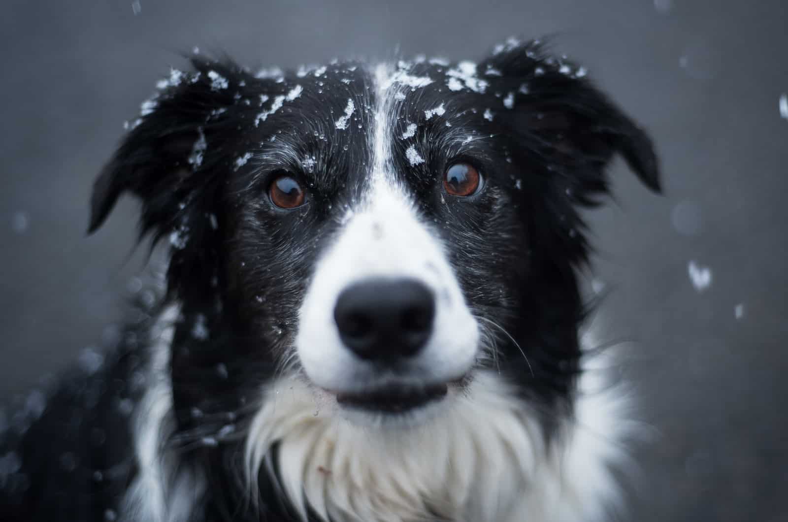 border collie with snow on head