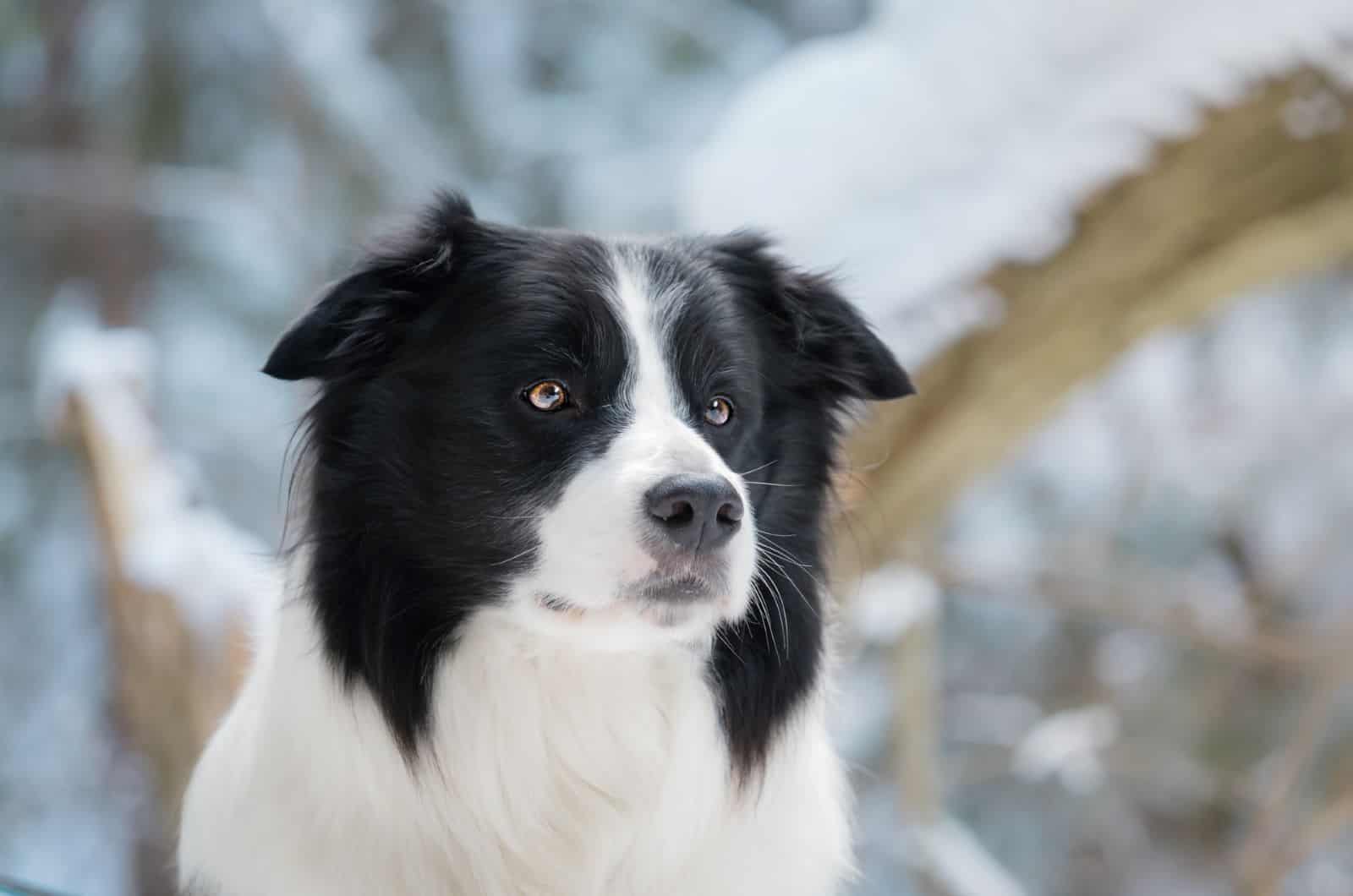 border collie with snowy background