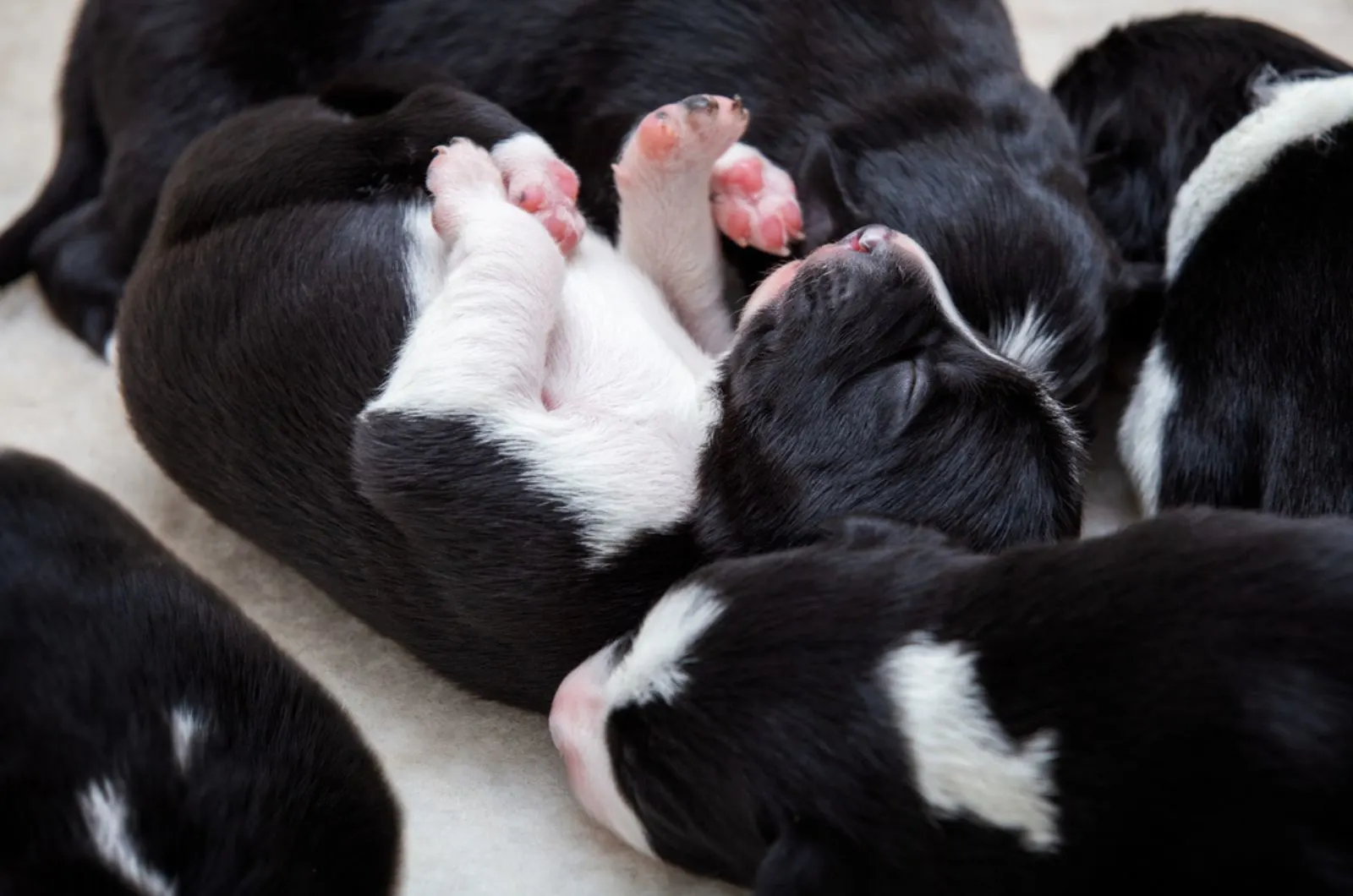 boreder collie puppies sleeping together