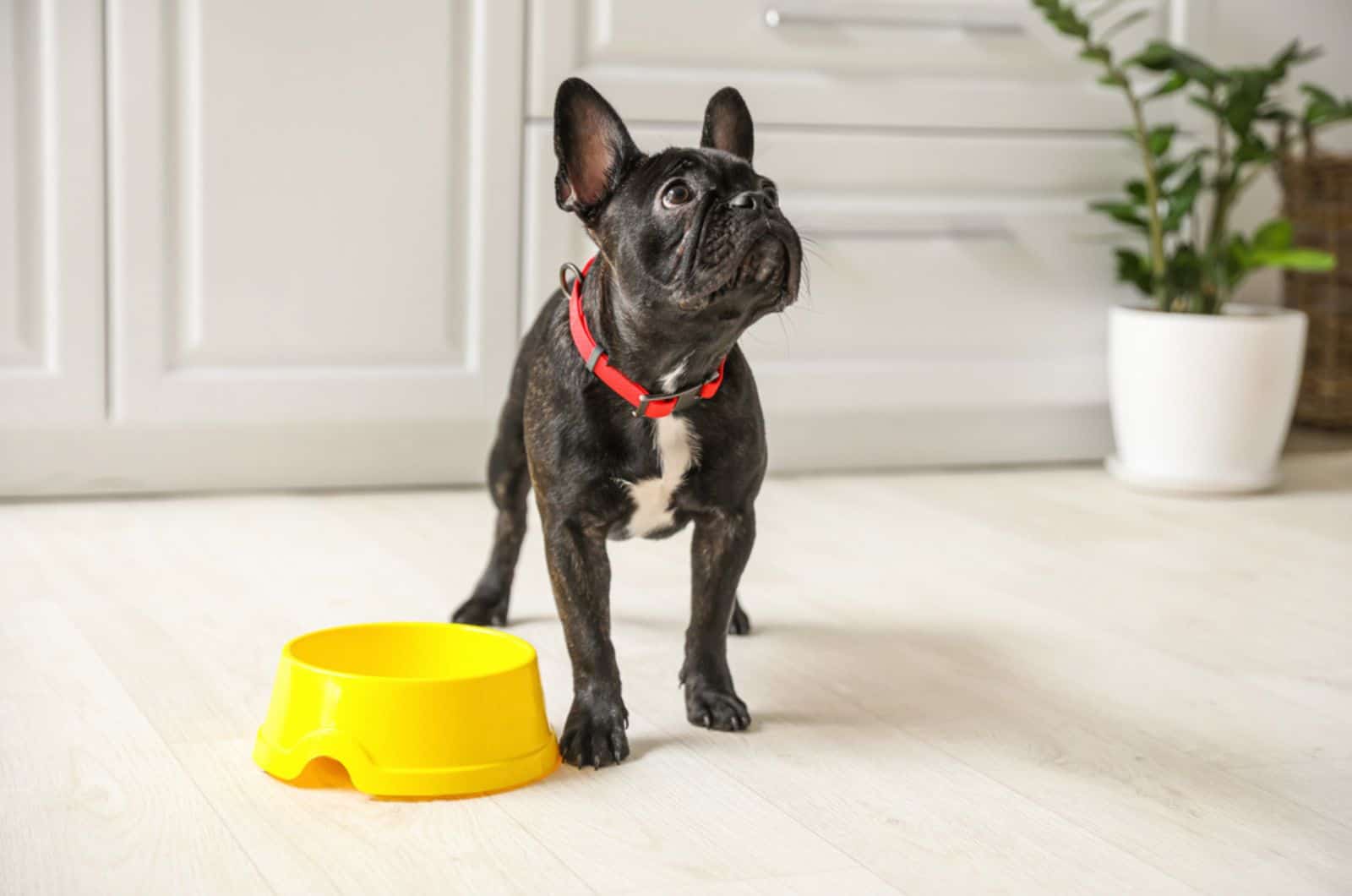boston terrier dog standing beside yellow bowl indoors