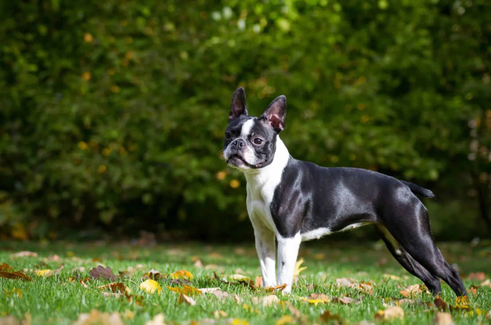 boston terrier dog standing in the park
