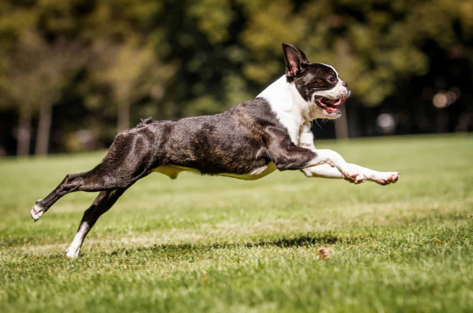 boston terrier running in the park