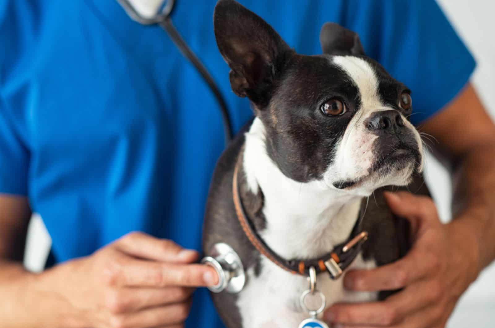 boston Terrier dog being examined by a vet