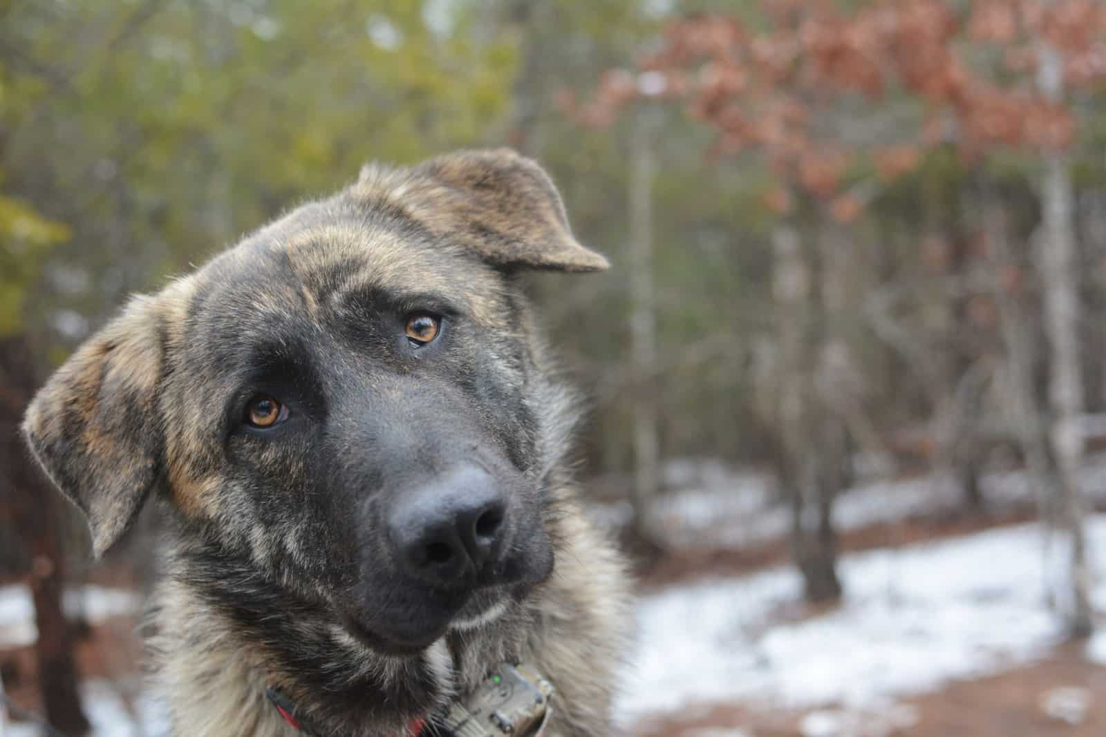 brindle anatolian shepherd