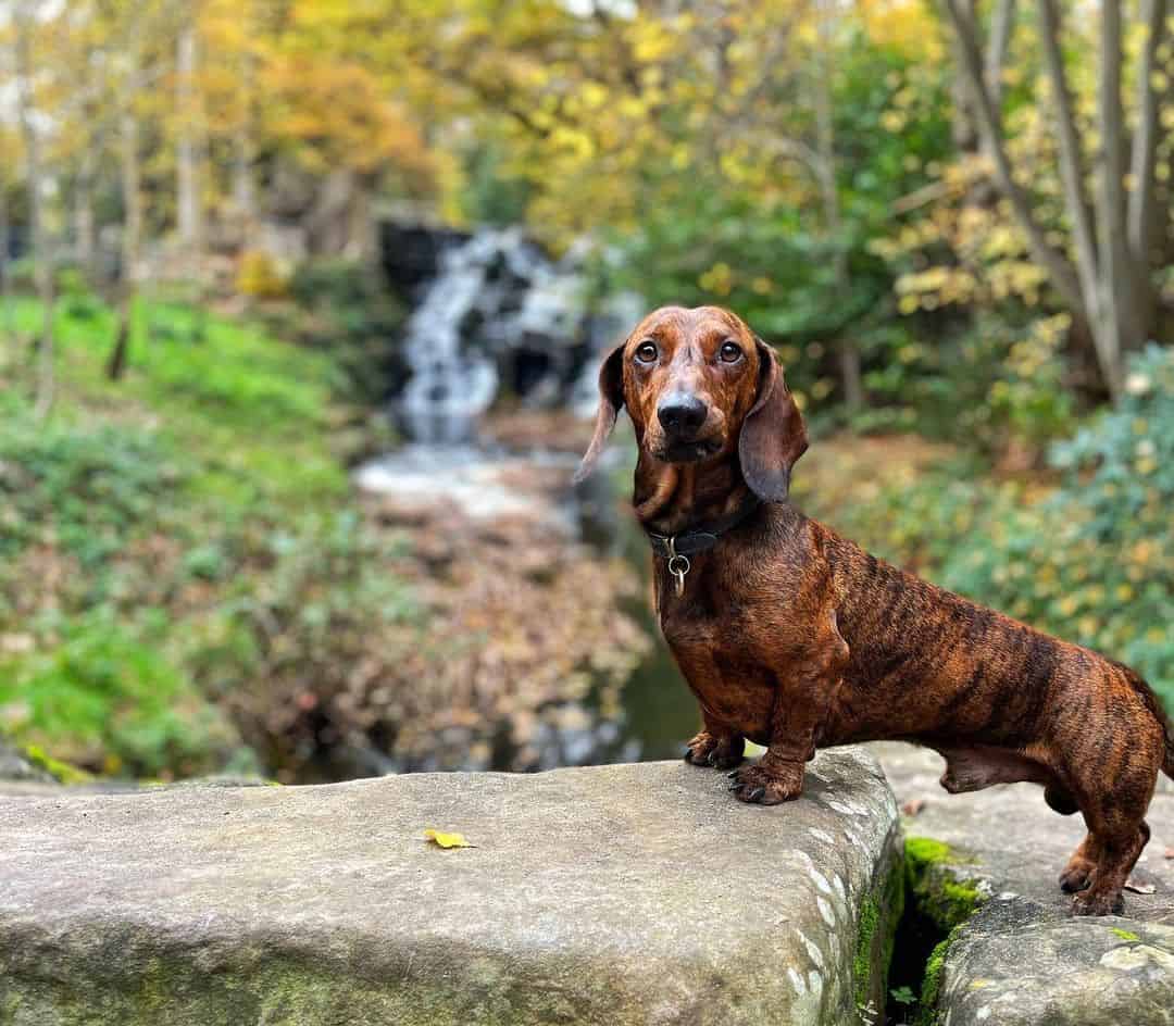 brindle dachshund in nature