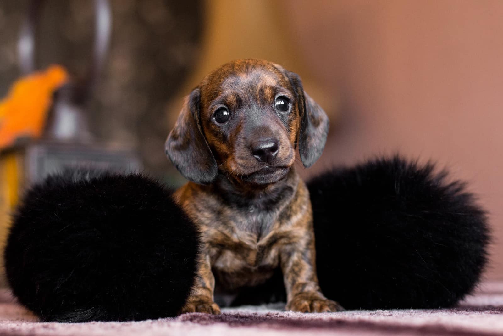 brindle dachshund puppy